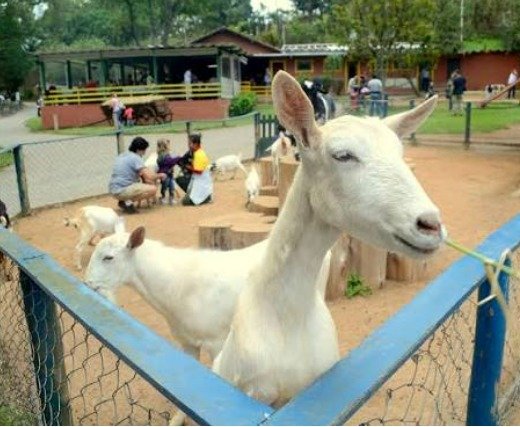 Espaço e contato com animais na fazendinha